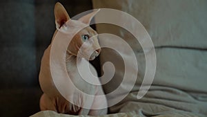 Unusual hairless cat, Sphynx breed, charming adult animal in home