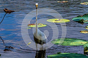 An Unusual Head-on View of a Wild Great White Egret, (Ardea alba) Among Lotus Water Lilies in Texas.