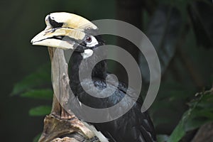 Unusual Hornbill Bird in the Subtropics in a Tree