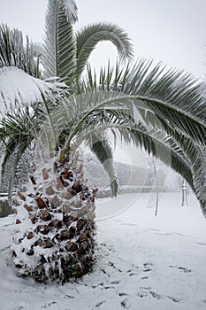 An unusual image of a large palm tree with large leaves buried under a thick layer of snow