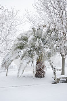 An unusual image of a large palm tree with large leaves buried under a thick layer of snow