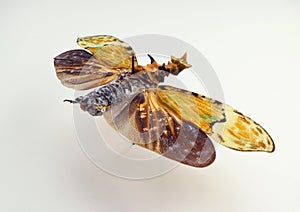 Unusual insect isolated on white. Colorful fulgoridae Phrictus buchei macro, close up