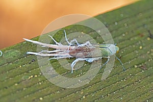 Unusual Lacewing Insect in the Rainforest