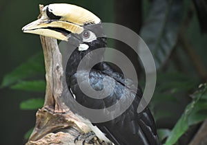 Unusual Large Black Hornbill Bird in the Rain Forest