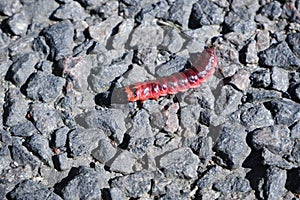 Unusual large red insect caterpillar on stones during the day.