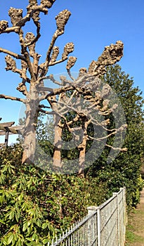 unusual large trees without leaves with large growths