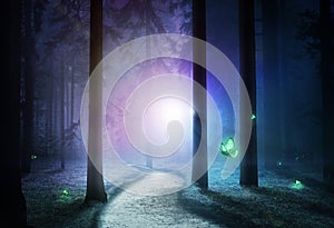 Unusual light in the middle of a fantasy night forest.