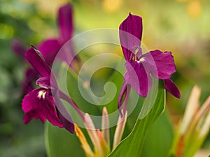 Unusual alpine flowers, Roscoea Harvington Evening Star