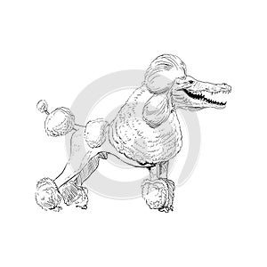 Unusual mixture of animals.  Poodle dog with crocodile head. Hybrids species sketch. Fantasy art.