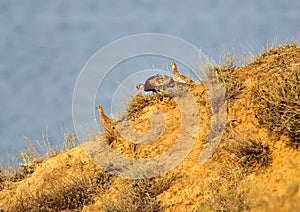 An unusual morning photo of a male and two female pheasants descend along a steep slope