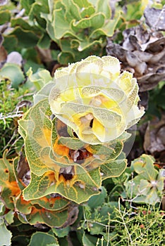 Unusual Multicoloured Flora, Fitzgerald Biosphere