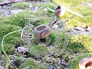 unusual mushrooms