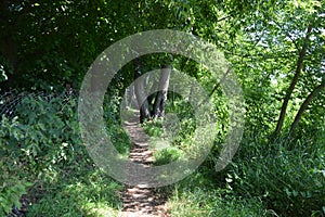 Unusual natural landscapes with a forest on the background of a river and a blue sky.