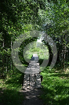 Unusual natural landscapes with a forest on the background of a river and a blue sky.