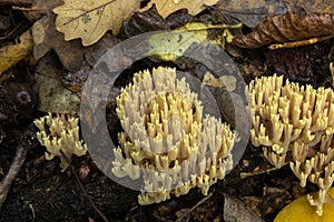 The unusual but not-so-rare Coral Fungus.