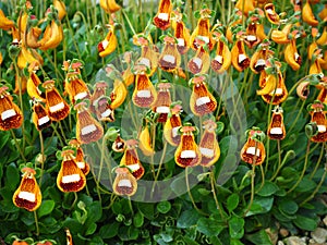 Unusual orange Calceolaria flowers and green leaves