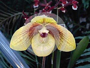 Unusual orchid with droopy petals