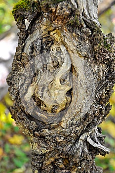 Unusual outgrowth on a tree trunk. The internal structure of the tree, bark, moss, against the backdrop of an autumn forest