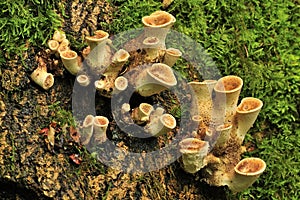Unusual parasitic fungi photo