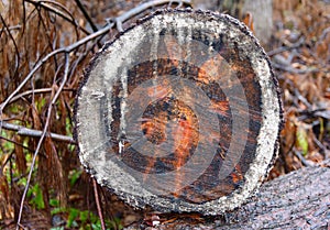 Unusual pattern in a cross cut through a northern white pine tree trunk in a forest.