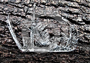 Unusual piece of ice. Found him in the forest. Struck by its beauty.