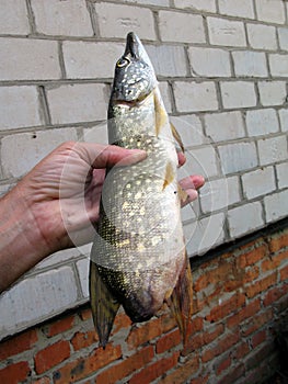 Unusual pike fish without a tail, an unusual catch on a fishing trip. Freaks and anomalies among animals photo
