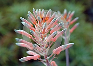 Unusual pink flower