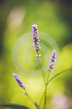 Unusual pink Polygonum scabrum Moench