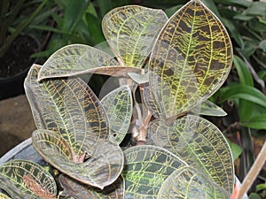 an unusual plant the jewel orchid
