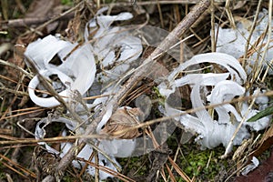 Unusual Rare Frost Flowers - Ice Flowers - Ice Fringes or Filaments photo