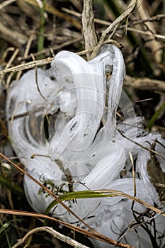 Unusual Rare Frost Flowers - Ice Flowers - Ice Fringes or Filaments photo