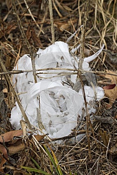 Unusual Rare Frost Flowers - Ice Flowers - Ice Fringes or Filaments photo