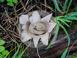 Unusual rare unexplored mushrooms in the forest photo