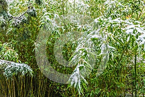 Unusual, rare weather in the subtropics, trees and plants in snow in cold weather