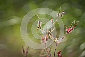 Unusual red forest flower