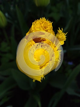 Unusual Red and Gold Tulips 4