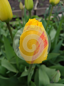 Unusual Red and Gold Tulips 4