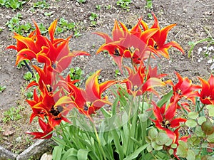 Unusual red tulips grow in a flower bed