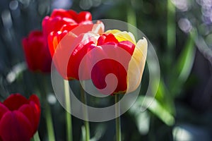 Unusual red tulips with yellow petals, beautiful spring flowers, background