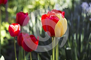 Unusual red tulips with yellow petals, beautiful spring flowers, background