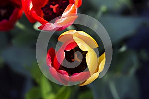 Unusual red tulips with yellow petals, beautiful spring flowers, background the view from the top