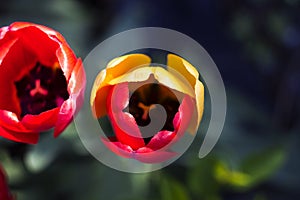 Unusual red tulips with yellow petals, beautiful spring flowers, background the view from the top