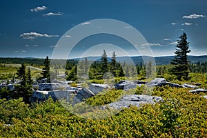 Unusual rock formations at Bear Rock in Dolly Sods Wilderness in West Virginia during summer