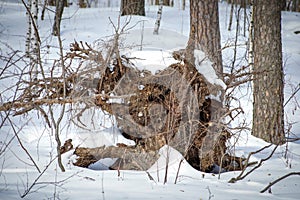 Unusual root of a tree in the winter forest