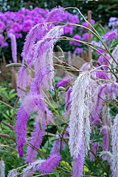 Unusual Sanguisorba hakusanensis fluffy perennial flowers, also known as Lilac Squirrel, at RHS Wisley, Surrey UK