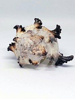 Unusual seashell on a white background