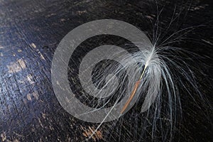 Close up of seed, Tropical rainforest tree fruit