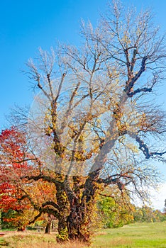 Unusual in shape old tree at Rotehorn city park with many different plants and epiphyte in golden Autumn colors with blue sky and