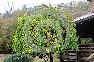 Unusual shaped tree at the Cherokee Visitors Center Cherokee, North Carolina