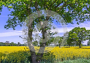 Unusual shaped tree in a yellow field